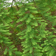 Taxodium distichum - Sumpfzypresse