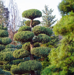 Taxus baccata - Gemeine Eibe