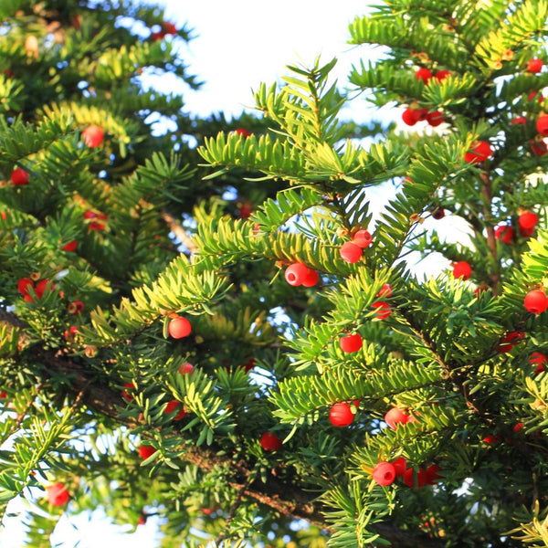 Taxus baccata - Europäische Eibe