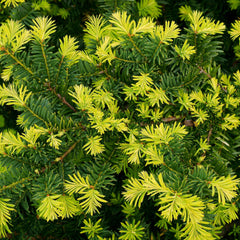 Taxus baccata 'Summergold' - Gold-Eibe 'Summergold'