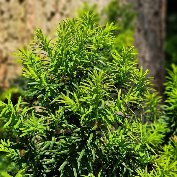 Taxus media 'Hicksii' - Becher-Eibe 'Hicksii'