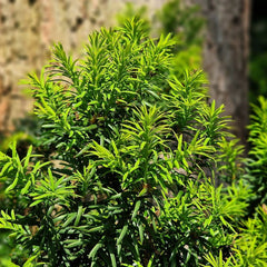 Taxus media 'Hicksii' - Becher-Eibe 'Hicksii'