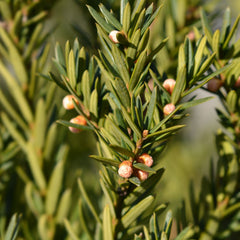 Taxus media 'Hillii' - Becher-Eibe 'Hillii'