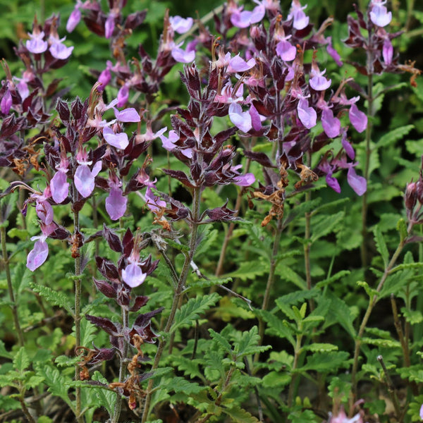 Teucrium x lucidrys - Edelgamander