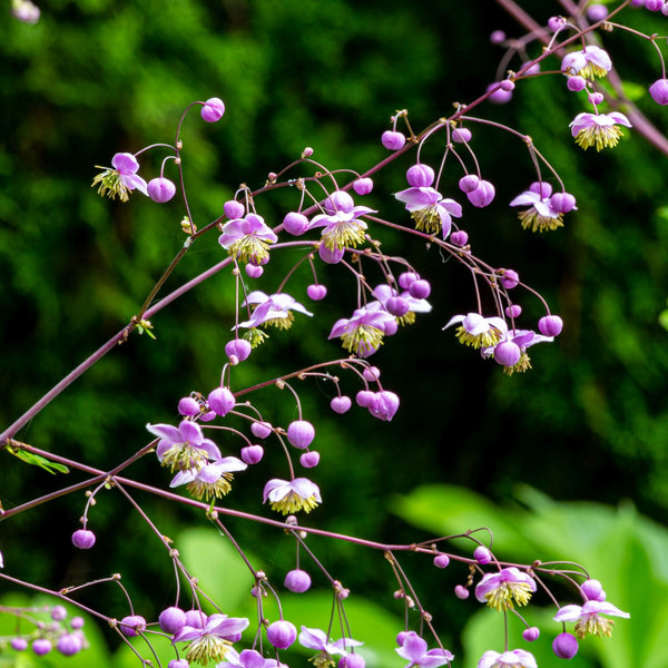 Thalictrum delavayi - Wiesenraute