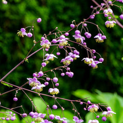 Thalictrum delavayi - Wiesenraute