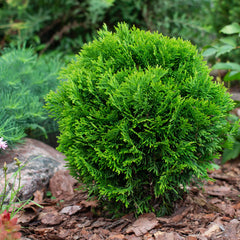 Thuja occidentalis 'Danica' - Zwerg Kugel-Lebensbaum