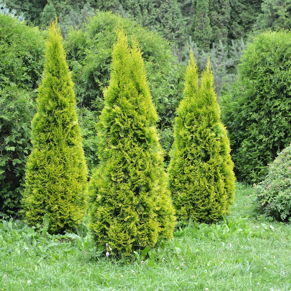 Thuja occidentalis 'Golden Smaragd' - Gelber Lebensbaum