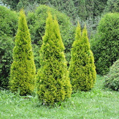 Thuja occidentalis 'Golden Smaragd' - Gelber Lebensbaum