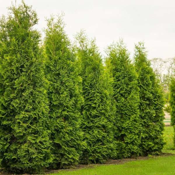 Thuja occidentalis 'Smaragd' - Lebensbaum