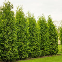 Thuja occidentalis 'Smaragd' - Lebensbaum