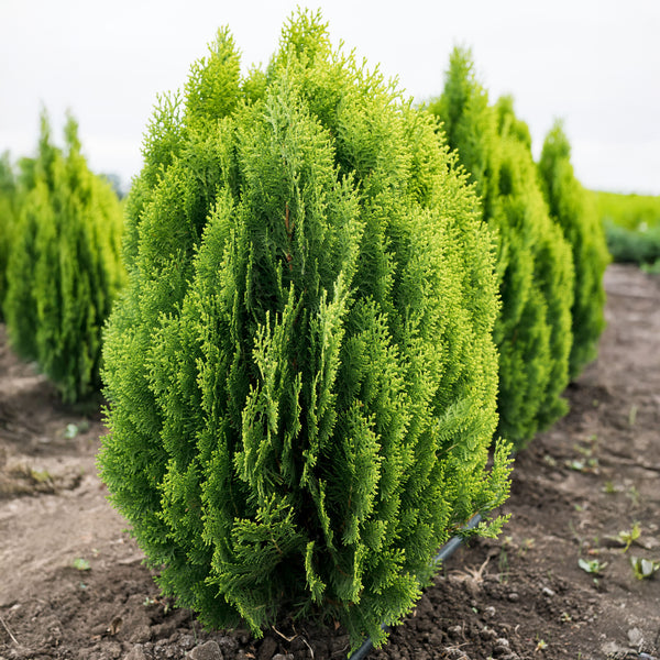 Thuja orientalis  'Aurea Nana' - Gelber Zwerg Lebensbaum