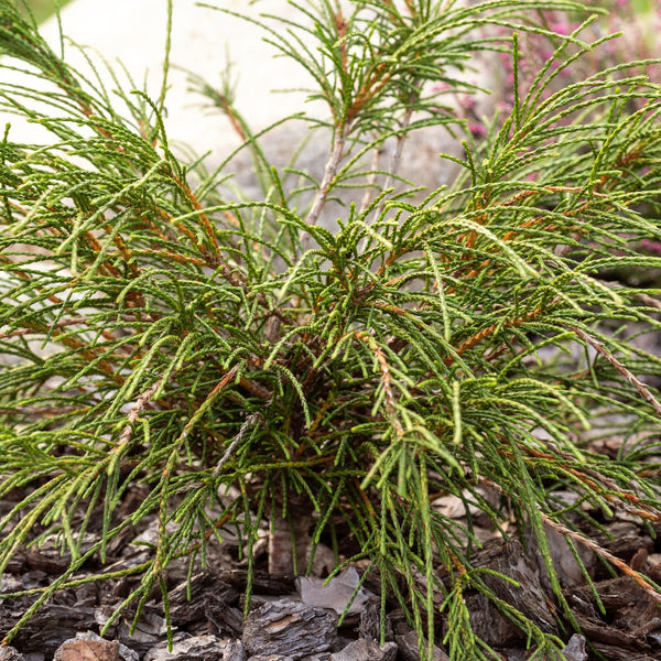 Thuja plicata 'Whipcord' - Faden-Lebensbaum