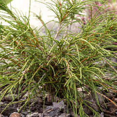 Thuja plicata 'Whipcord' - Faden-Lebensbaum
