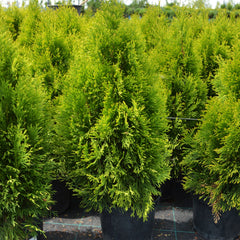 Thuja occidentalis 'Golden Smaragd' - Lebensbaum 'Golden Smaragd'