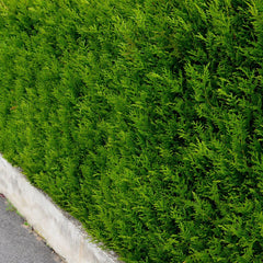 Thuja occidentalis 'Smaragd' - Lebensbaum 'Smaragd'