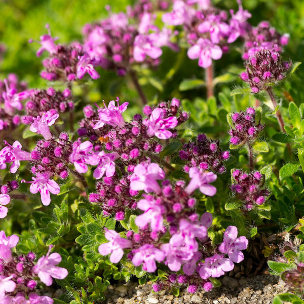 Thymus serpyllum 'Coccineus' - Thymian
