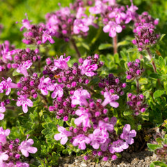 Thymus serpyllum 'Coccineus' - Thymian