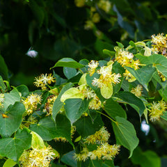 Tilia cordata 'Green Globe' - Kugel-Winterlinde
