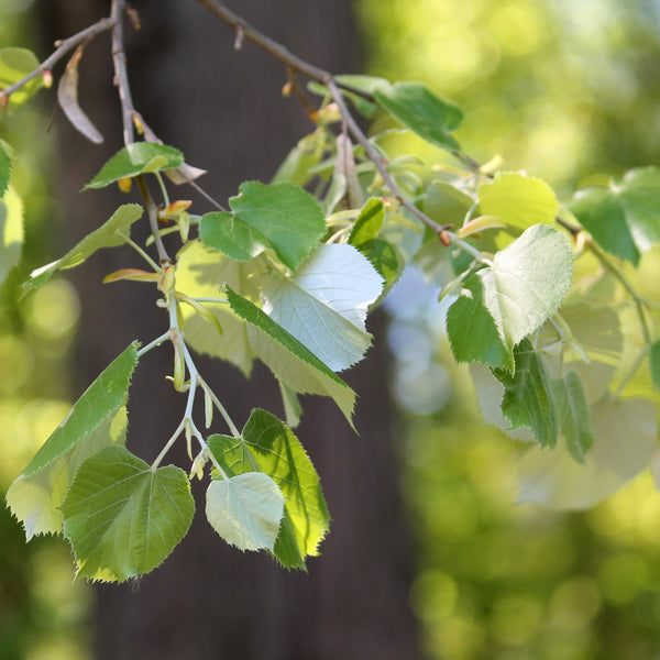 Tilia tomentosa - Silberlinde