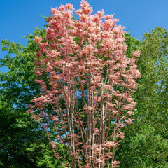 Toona  sinensis  'Flamingo' - Chinesischer Surenbaum