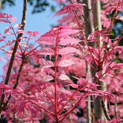 Toona  sinensis  'Flamingo' - Chinesischer Surenbaum