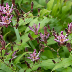 Tricyrtis hirta - Krötenlilie