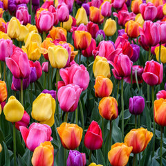 Blumenzwiebeln – Diverse Arten und Sorten