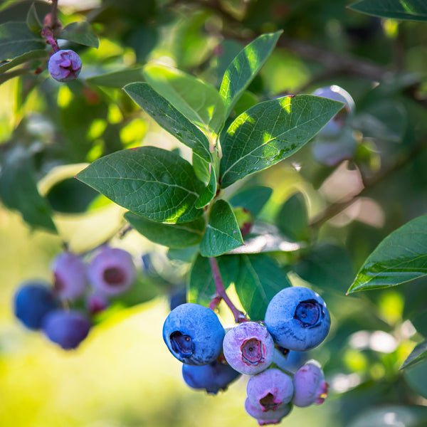 Vaccinium corymbosum 'Bluecrop' - Heidelbeere 'Bluecrop'