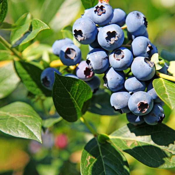 Vaccinium corymbosum 'Goldtraube' - Heidelbeere 'Goldtraube'