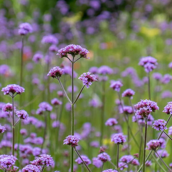 Verbena bonariensis - Eisenkraut