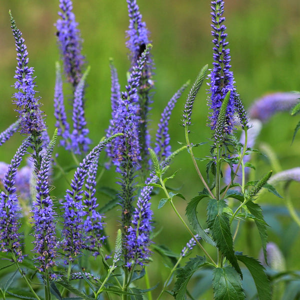 Veronica longifolia 'Blauriesin' - Ehrenpreis