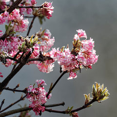 Viburnum bodnantense  'Charles Lamont' - Winter-Schneeball 'Charles Lamont'