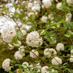 Viburnum burkwoodii - Osterchneeball / Wintergrüner Duft-Schneeball