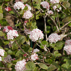 Viburnum carlesii  'Aurora' - Koreanischer Schneeball 'Aurora'