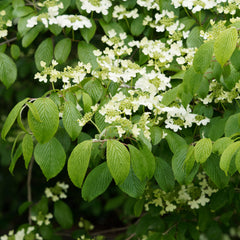 Viburnum plicatum  'Mariesii' - Etagen-Schneeball 'Mariesii'