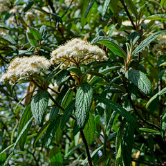 Viburnum rhytidophyllum - Runzelblättriger Schneeball