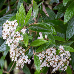 Viburnum x pragense - Prager Schneeball