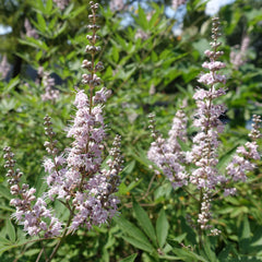Vitex agnus-castus  'Rosea ' - Mönchspfeffer 'Rosea '