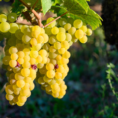 Vitis 'Lakemont' - Tafeltraube 'Lakemont'