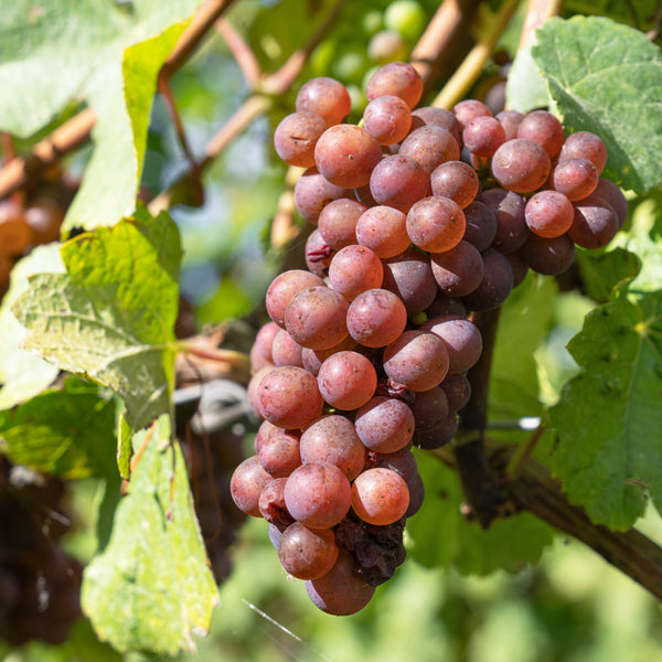 Vitis 'Vanessa' - Tafeltraube / Weintraube 'Vanessa'