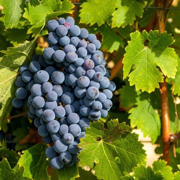 Vitis vinifera 'Venus' - Tafeltraube / Weintraube 'Venus'