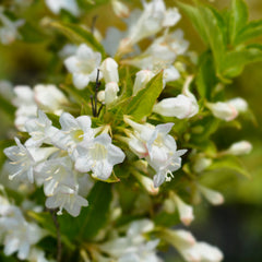 Weigela 'Snowflake' - Weigelie-Hybride 'Snowflake'