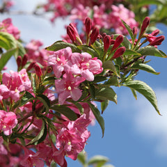 Weigela 'Stelzneri' - Weigelie-Hybride 'Stelzneri'