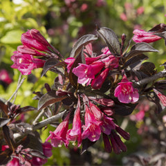 Weigela florida 'Alexandra' - Weigelie  'Alexandra'