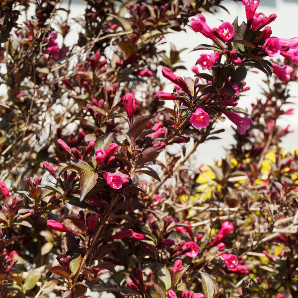 Weigela florida 'Nana Purpurea' - Weigelie  'Nana Purpurea'