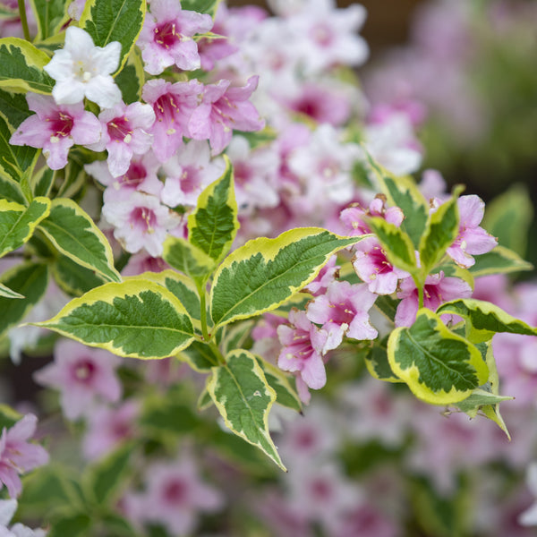 Weigela florida 'Nana Variegata' - Weigelie  'Nana Variegata'