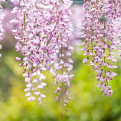 Wisteria floribunda 'Pink Ice' - Edelblauregen 'Pink Ice'