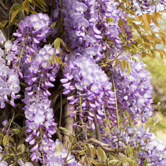 Wisteria sinensis 'Prolific' - Violetter Blauregen