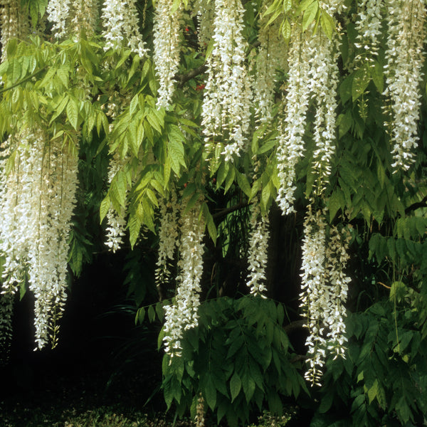 Wisteria sinensis 'Alba' - Weißer Chinesischer Blauregen